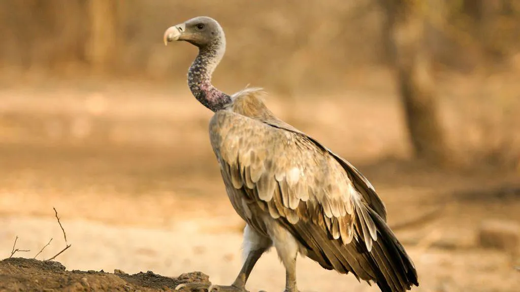 The Silent Reapers: How Vulture Decline Killed 500,000 Humans